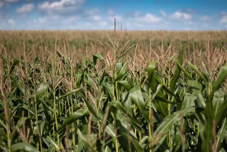 A large field of corn
