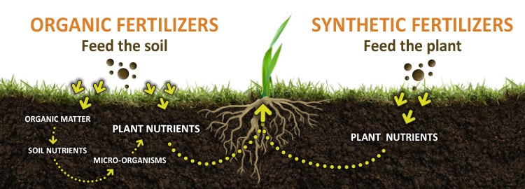 Organic fertilisers feed the soil, whereas synthetic fertilisers feed the plant