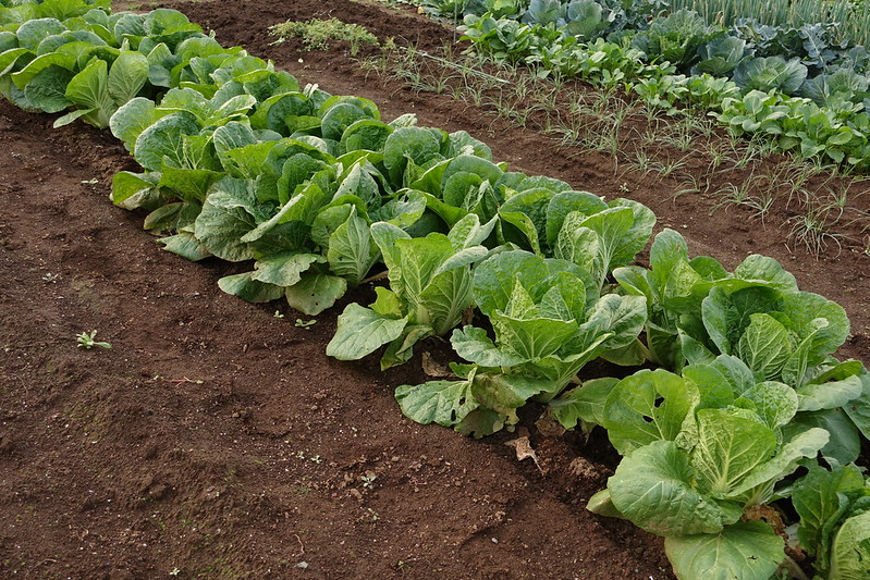 Different vegetables growing in several rows