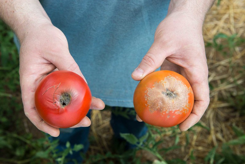 Blossom end rot on two red tomatoes, one has a dark rot spot while the other looks like sunscalding