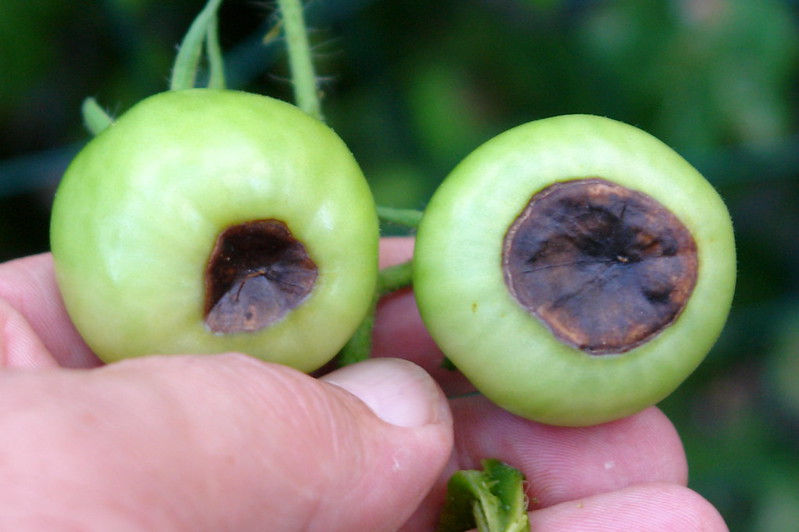 Blossom end rot on two green tomatoes
