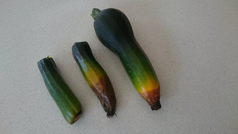 Blossom end rot on three zucchinis