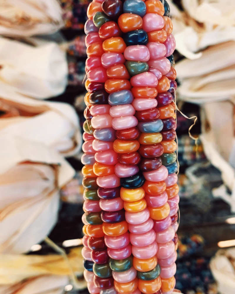 An ear of corn with bright, colourful kernels, with corn husks in the background
