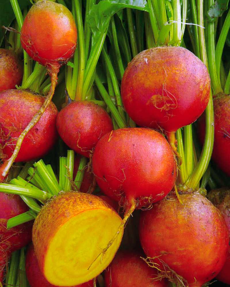 A small pile of beets with orange skin, with one cut open to show its golden flesh