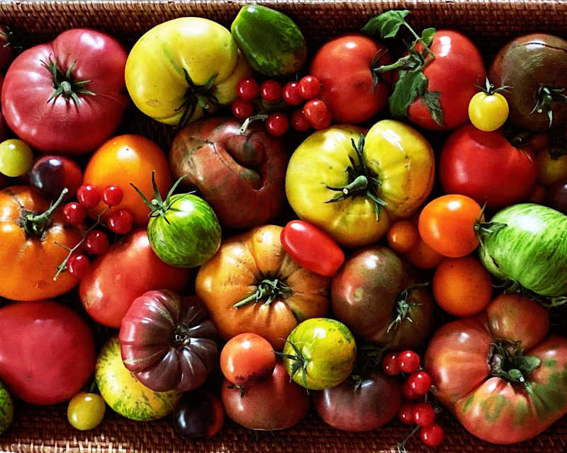 A basket full of tomatoes of many shapes, colours, and sizes