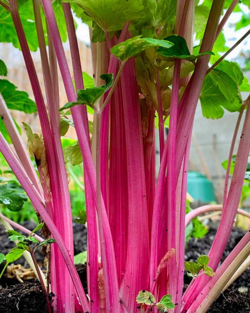 Celery with bright pink stems growing in a garden